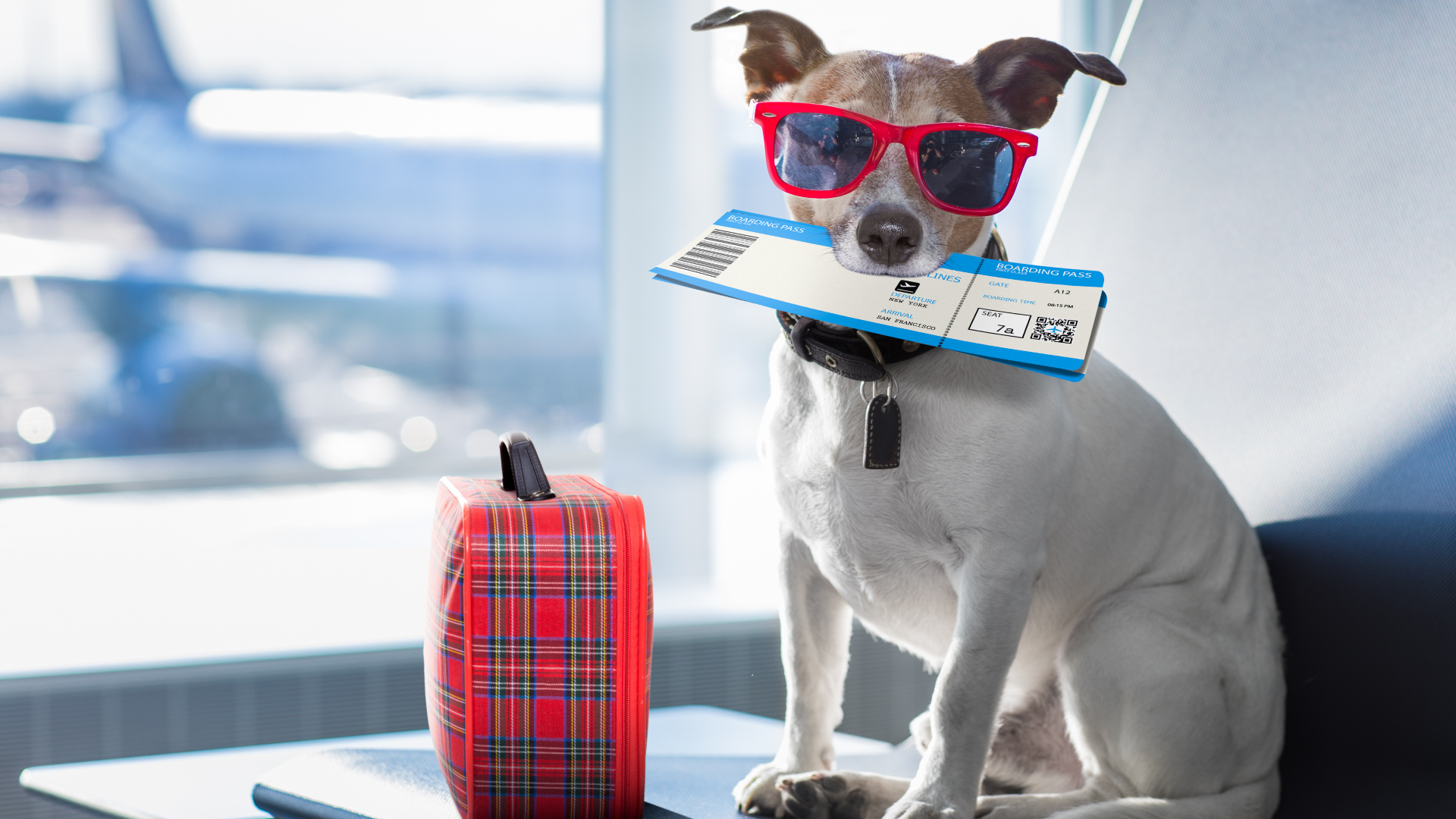 DESDE HOY 14 DE NOVIEMBRE YA PUEDES VOLAR JUNTO A TUS MASCOTAS CON ATSA AIRLINES